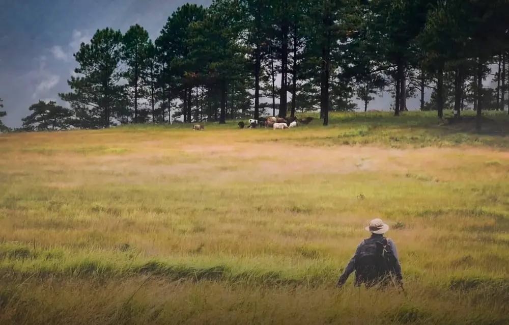 A lone traveller crossing a golden meadow below pines