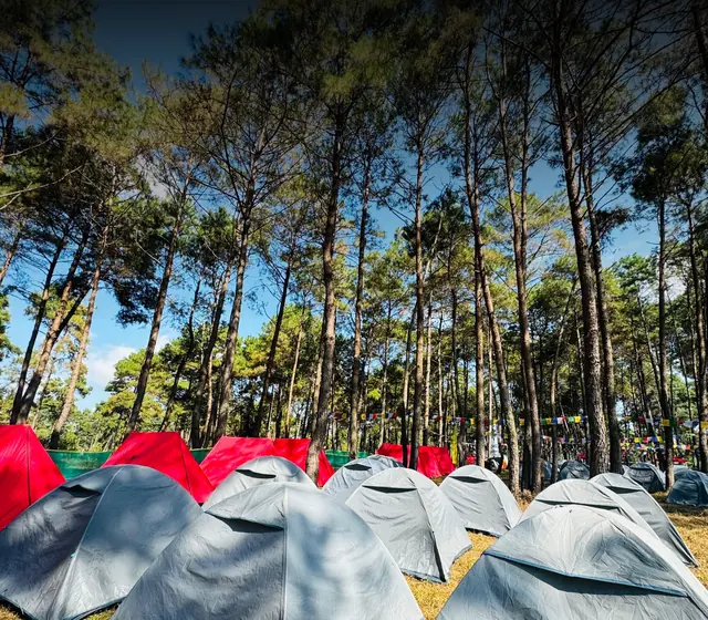 Rows of dome tents under tall pines